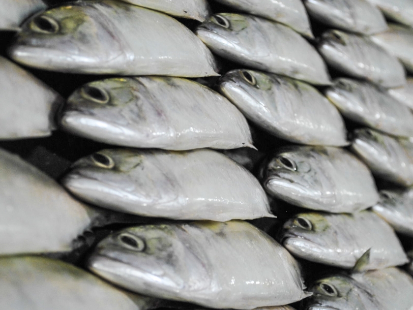 Indian Mackerel Fish